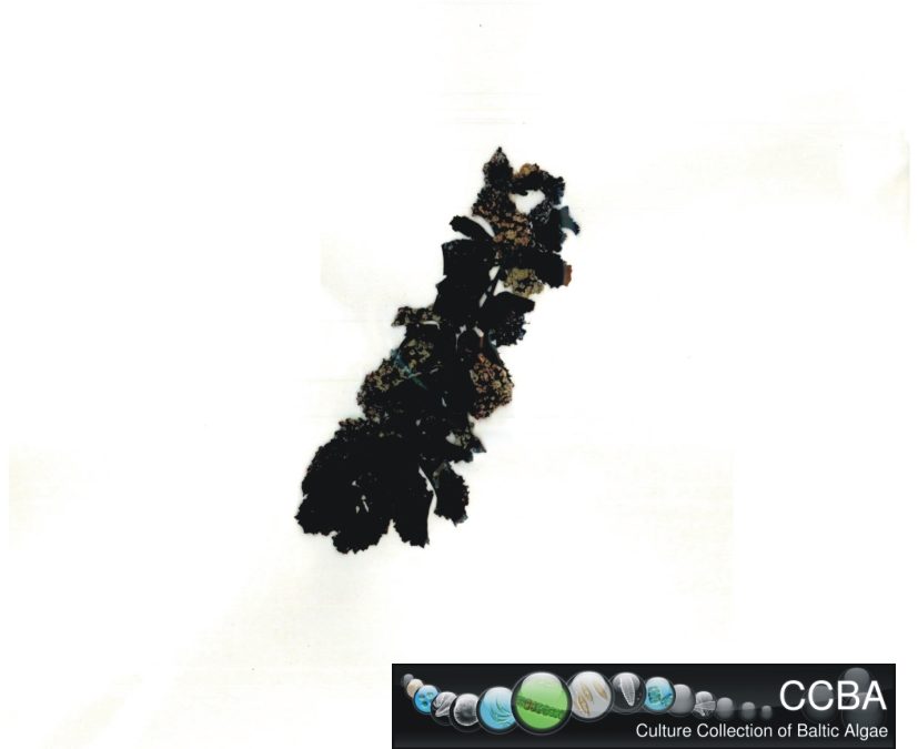 Sargassum sp.