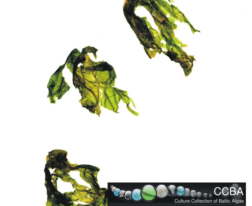 Ulva sp.
