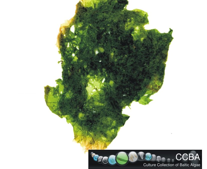 Ulva lactuca