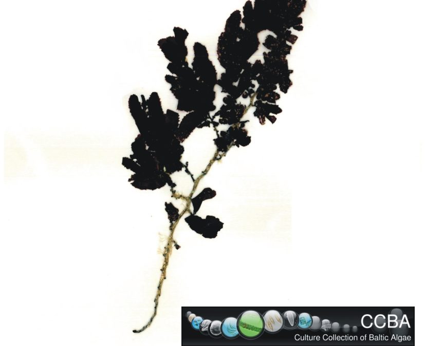 Sargassum sp.