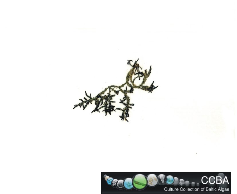 Cystoseira sp.