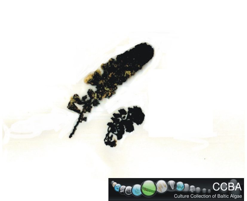 Turbinaria cf. ornata