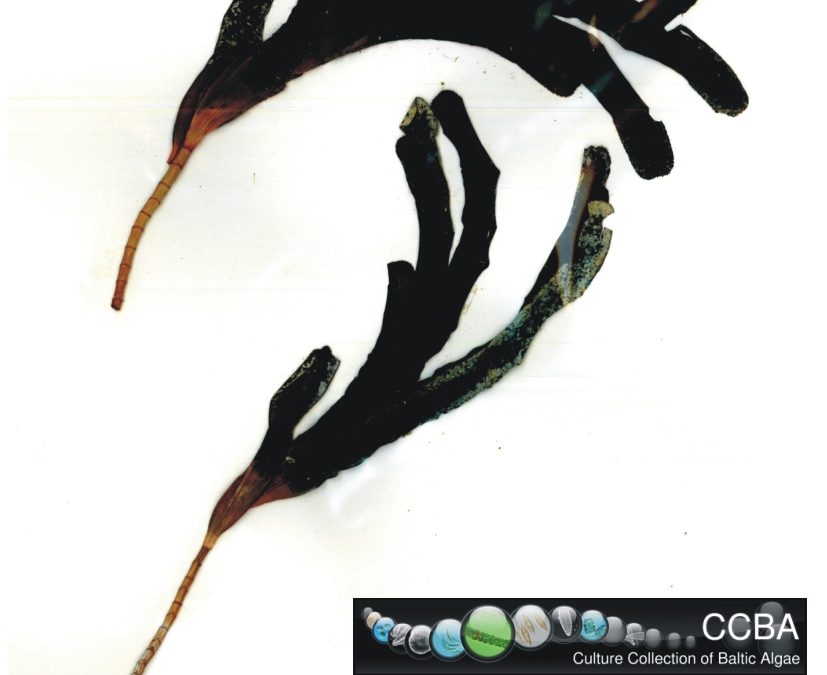Thalassia testudinum