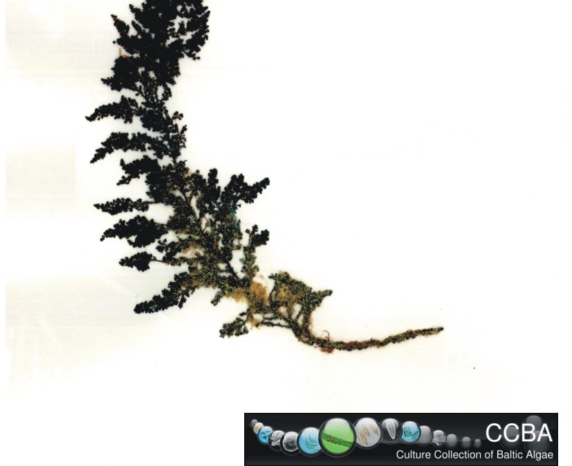 Sargassum cf. polycystum