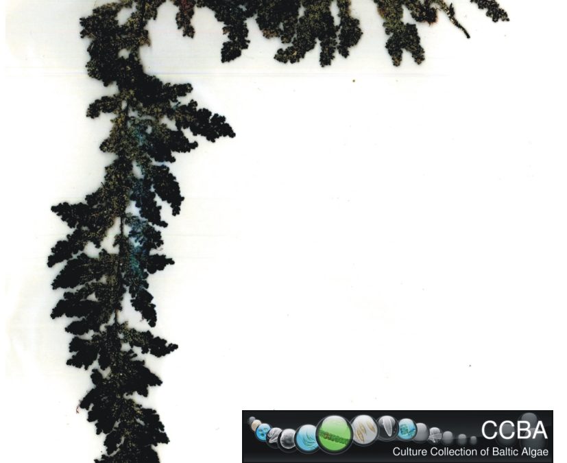 Sargassum cf. polycystum