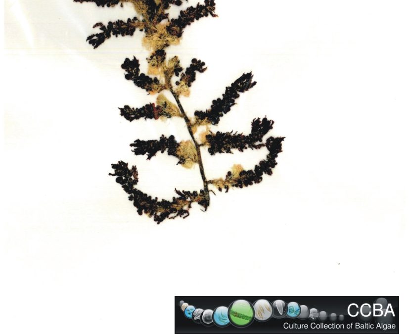 Sargassum cf. polycystum