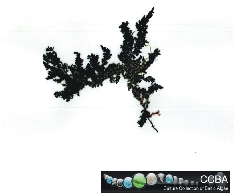 Sargassum cf. polycystum