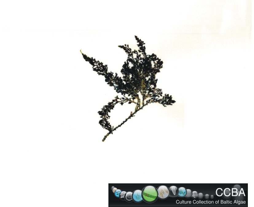 Sargassum cf. polycystum