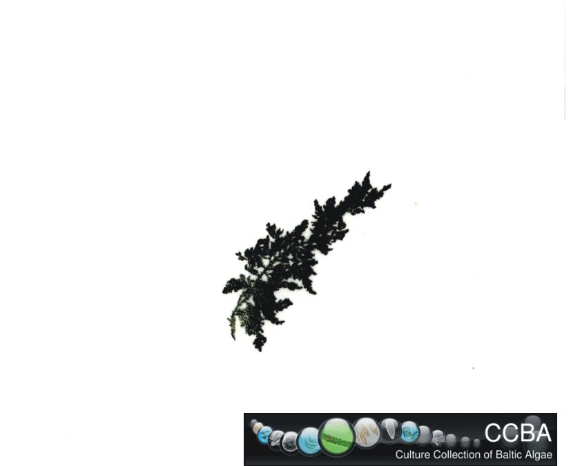 Sargassum cf. polycystum