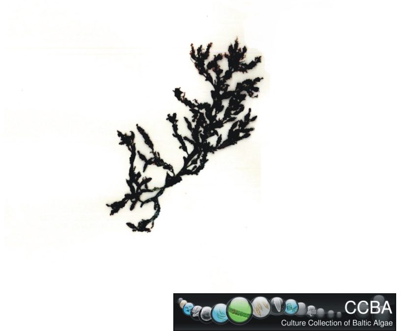Sargassum cf. muticum