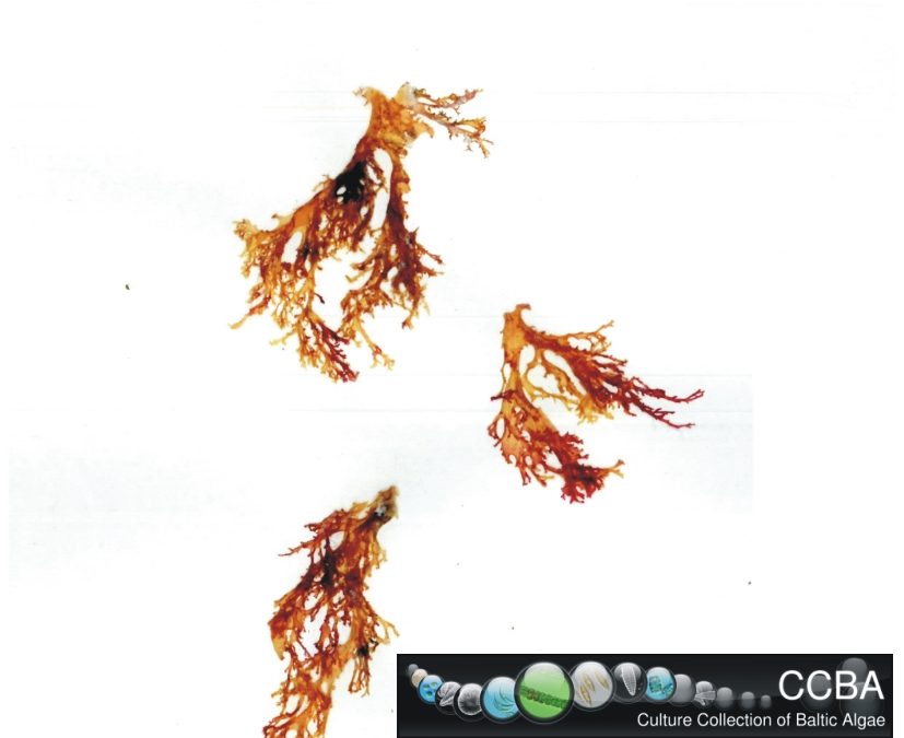 Chondrus sp.