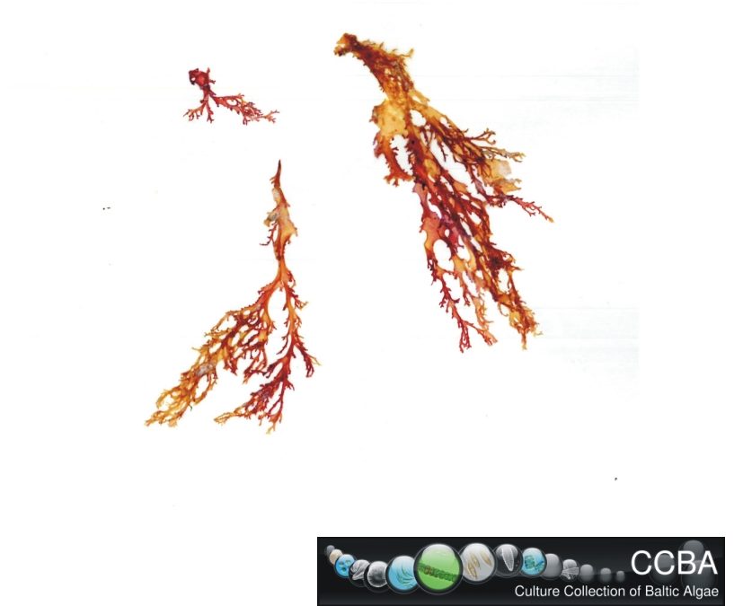 Chondrus sp.