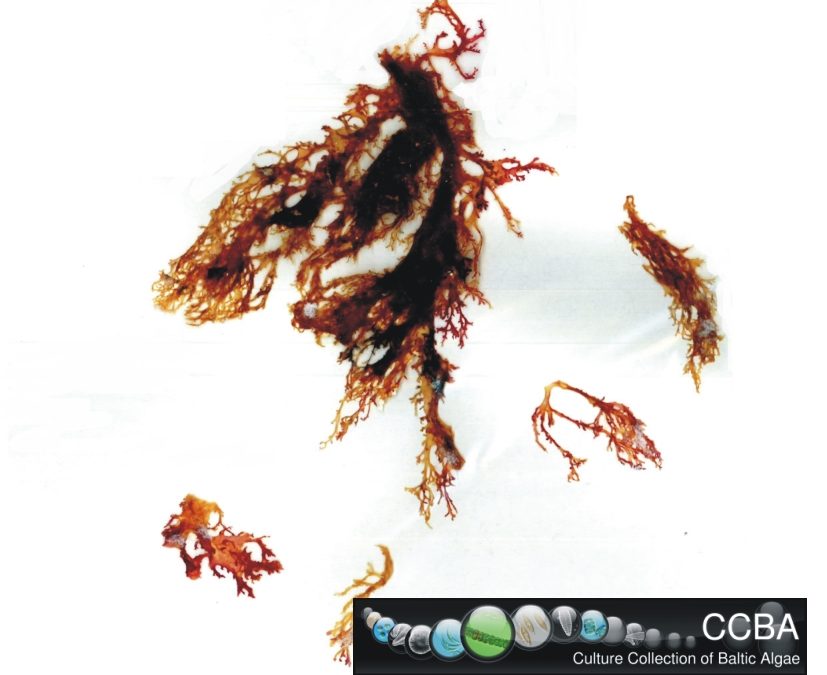 Chondrus sp.