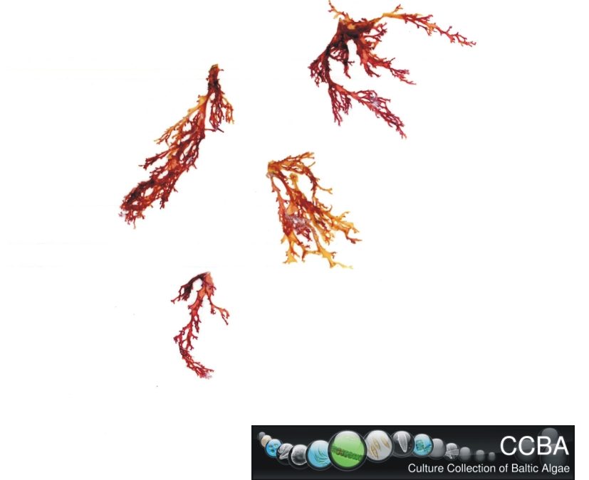 Chondrus sp.