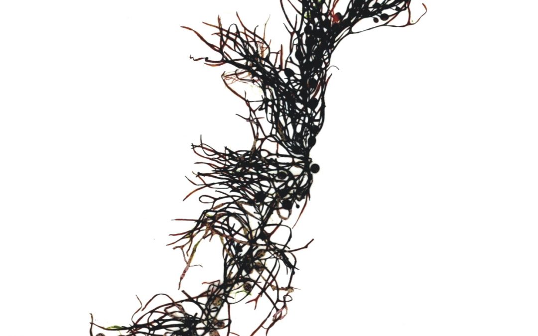 Sargassum sp.