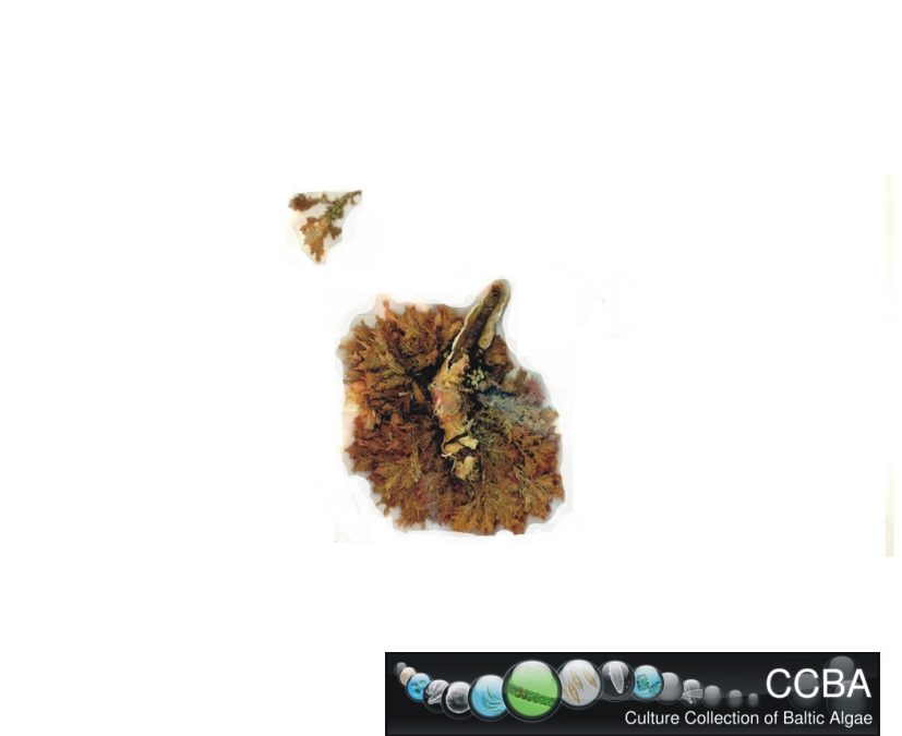Coralina sp.