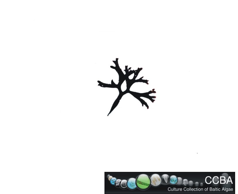 Chondrus sp.