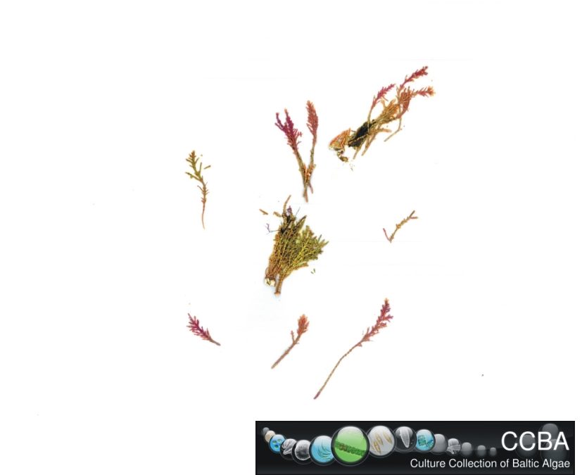 Corallina sp.