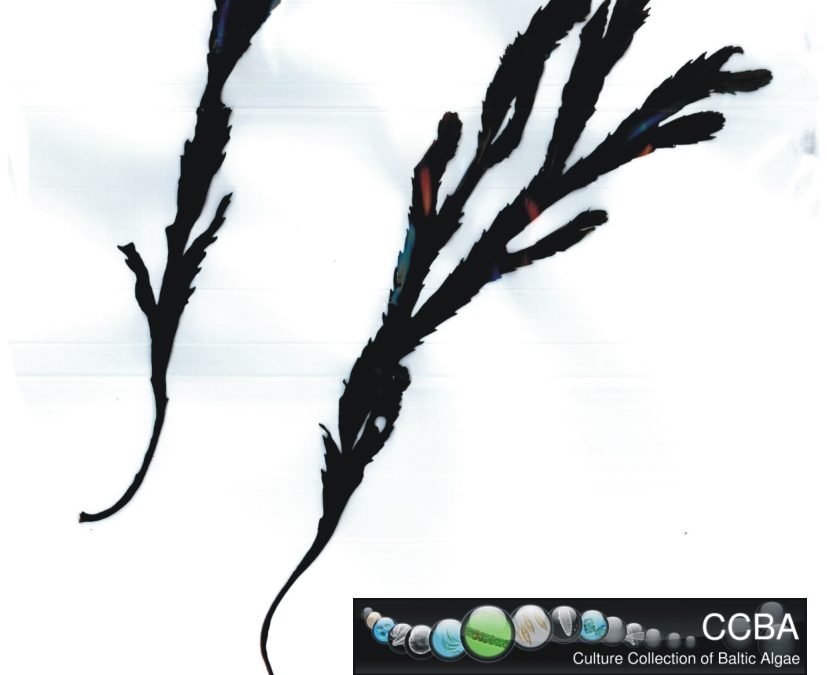 Fucus sp.