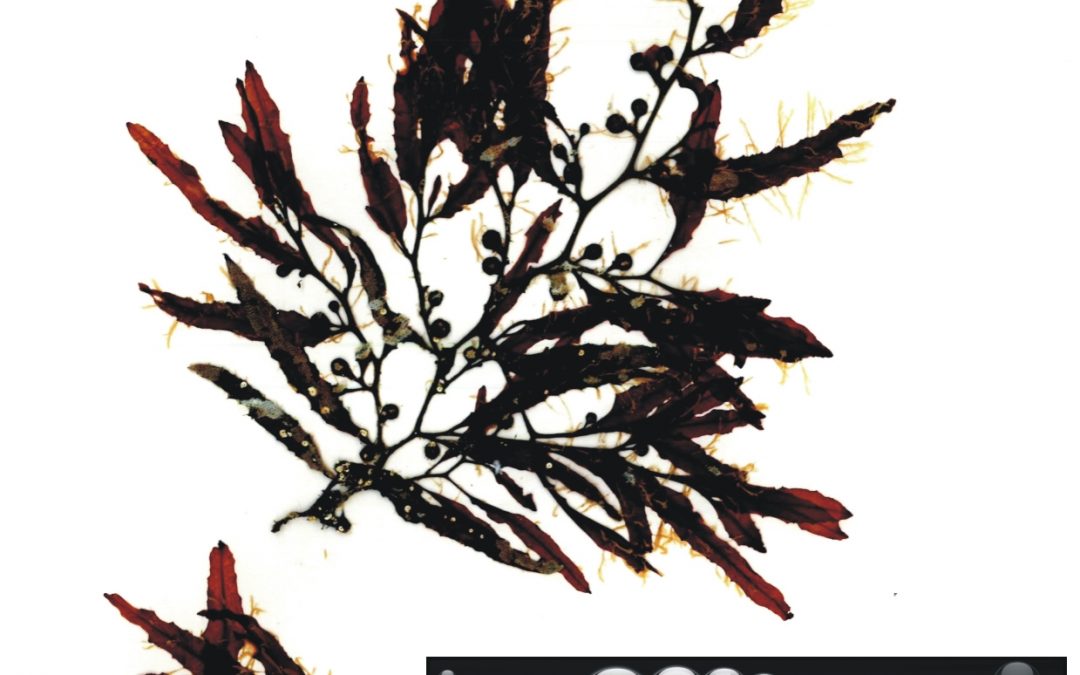 Sargassum sp.