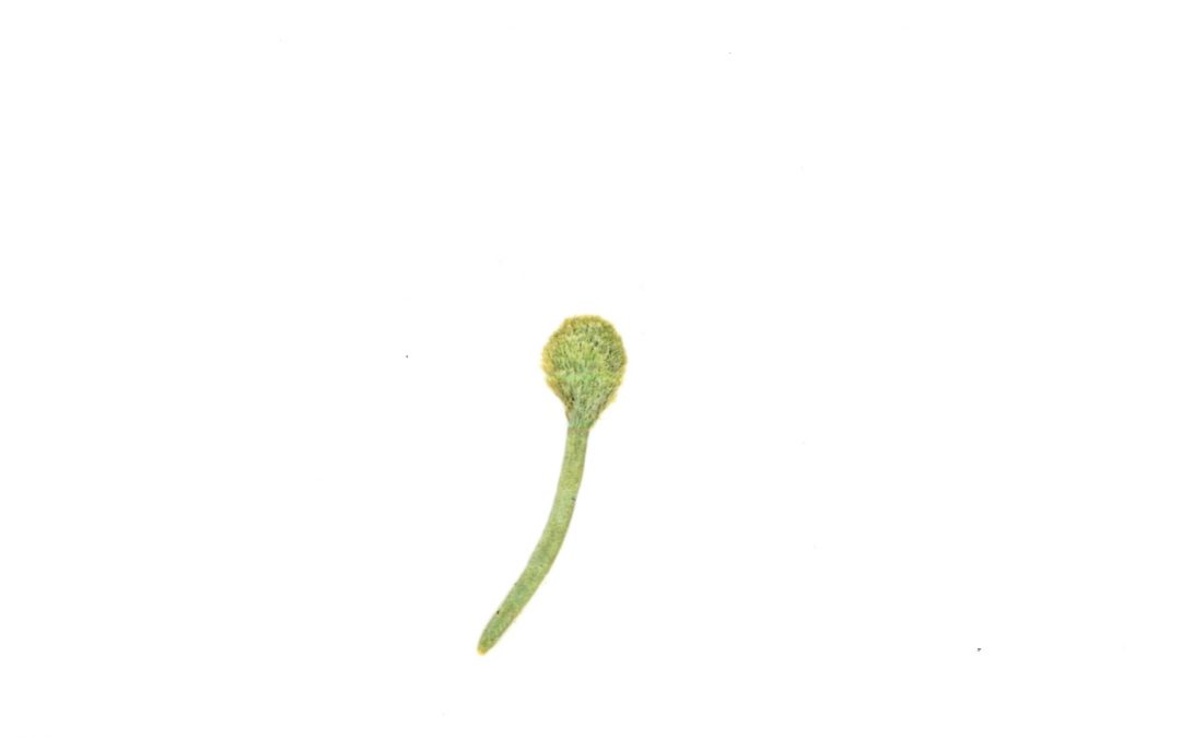 Penicillus capitatus