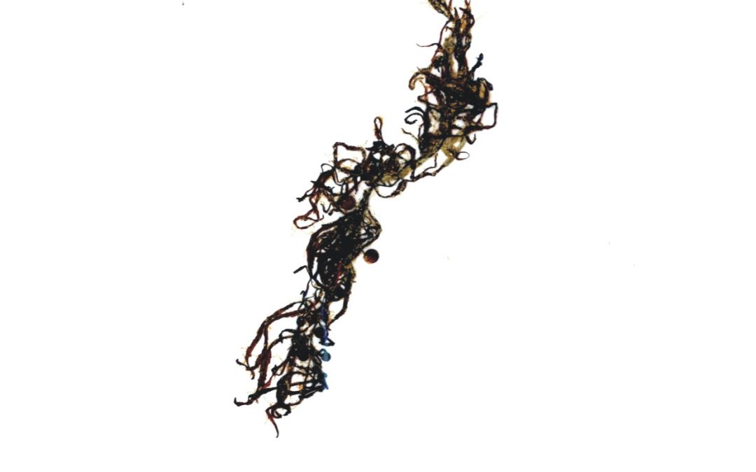 Sargassum cf. fluitans