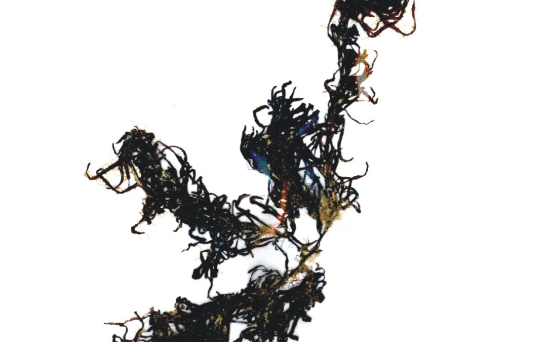 Sargassum cf. fluitans