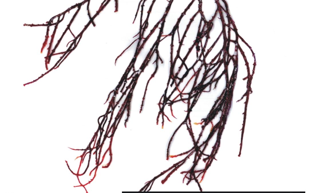 Gracilaria gracilis
