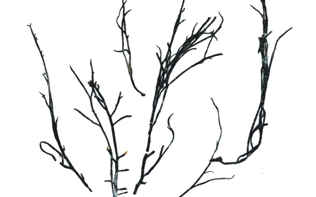 Gracilaria tikvahiae
