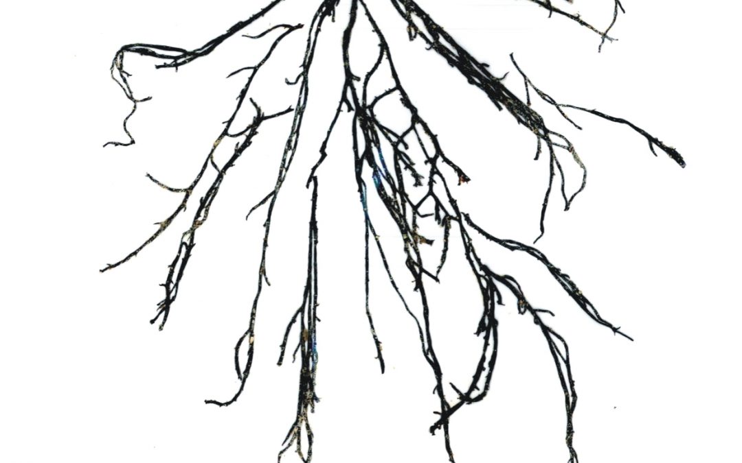 Gracilaria tikvahiae