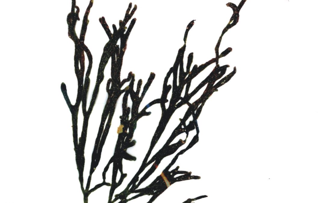 Codium isthmocladum