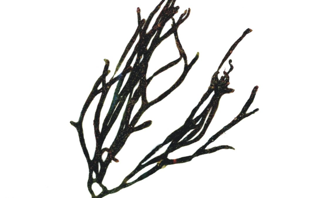 Codium isthmocladum