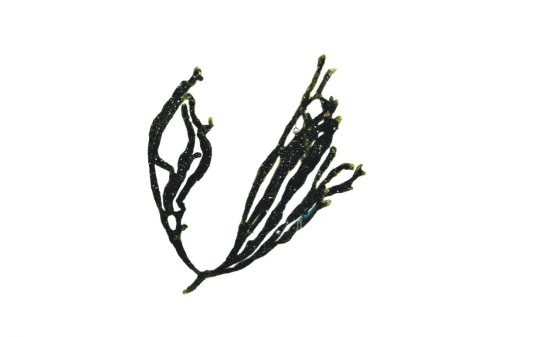Codium isthmocladum