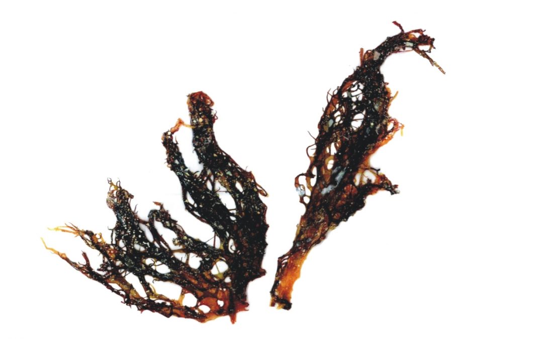 Halymenia durvillei