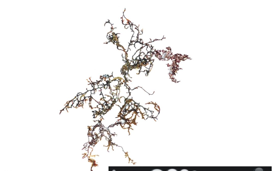 Gelidium sp.