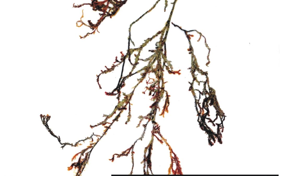 Plocamium sp.
