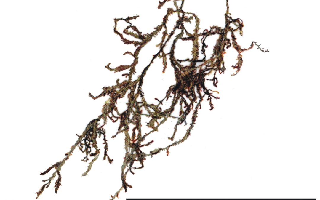 Plocamium sp.