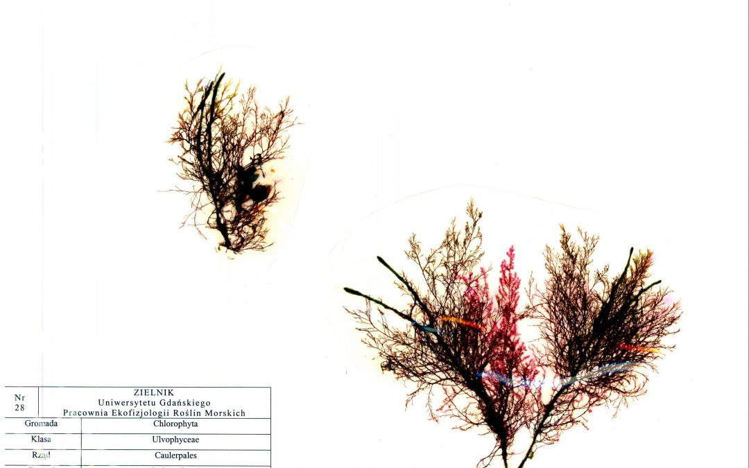 Polysiphonia mottei, Codium fragile, Dasya hutchinsiae