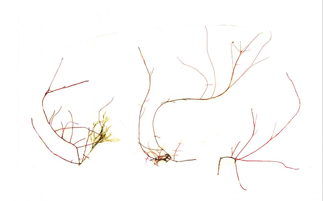 Gracilaria verrucosa, Bryopsis plumosa