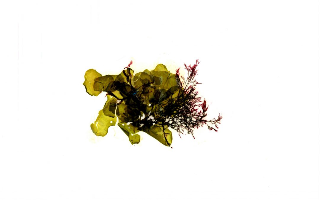 Ulva rigida, Polysiphonia mottei