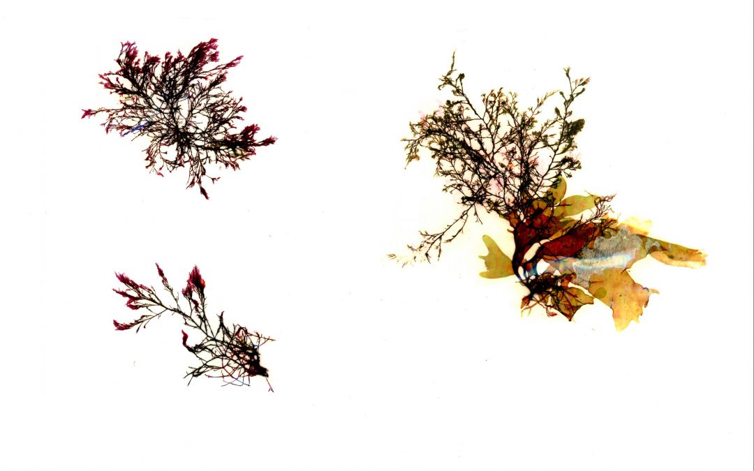Polysiphonia mottei, Grateloupia doryphora
